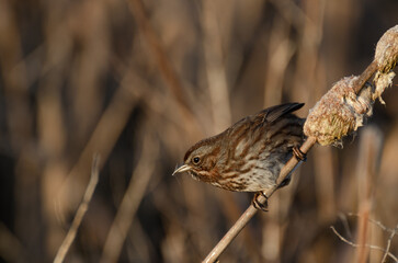 Song sparrow on cattail collecting nesting material (Boundary Bay, Delta, BC)
