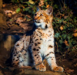 Naklejka premium portrait of a lynx