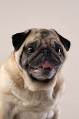 Happy dog. pug on a beige background in the studio. pet indoor