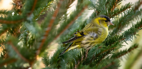 a siskin on a branch