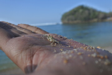 small beach crab on the palm of a man with brown skin color