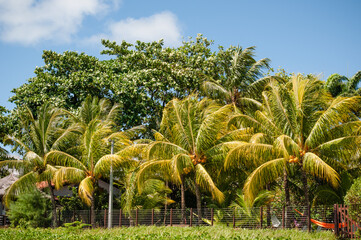 Obraz premium AS belas palmeiras pelo litoral brasileiro