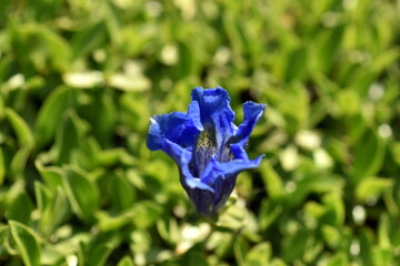 Zerknitterte blaue Blüten von Kochschem Enzian