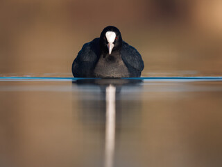 Blässhuhn (Fulica atra) im Herbst auf einem Fluss