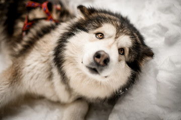 Beautiful sled dog Alaskan Malamute in harness laying on the snow