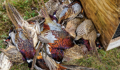 Pheasant Hunt.