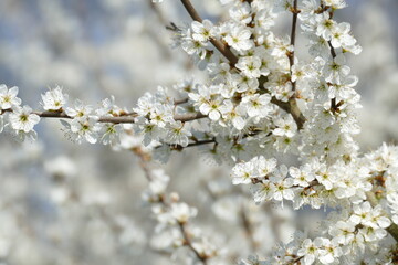 blooming blackthorn 