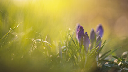 Krokus, Schwertliliengewächse (Iridaceae) © Marcel