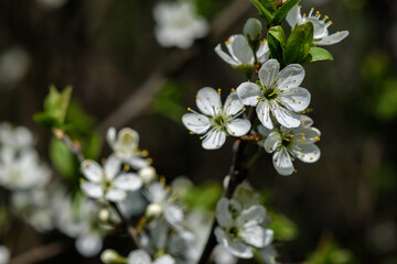 Obraz na płótnie Canvas blooming tree in spring