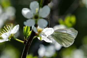white butterfly on a flower