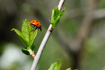 ladybird on a leaf