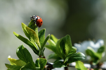 ladybug on a leaf