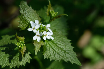 close up of a white flower