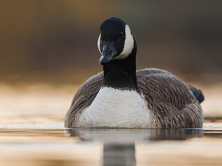 Kanadagans (Branta canadensis) auf einem Fluss