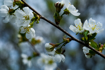 tree blossom