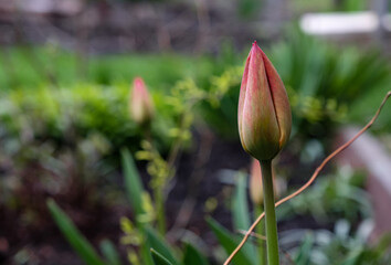 tulip in spring