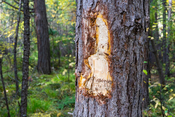 Damaged pine trunk. Pine with damaged bark and protruding resin