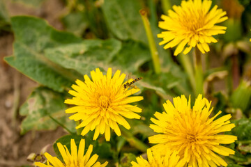 Beautiful yellow dandelion (Taraxacum) flowers in spring sunlight