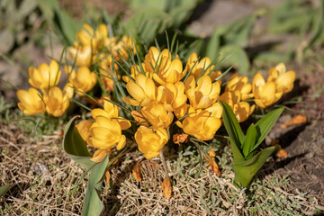 Yellow crocus flowers, Yellow Mammoth flowers in blossom in early spring.