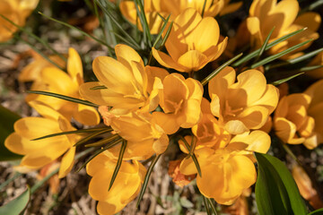 Yellow crocus flowers, Yellow Mammoth flowers in blossom in early spring.