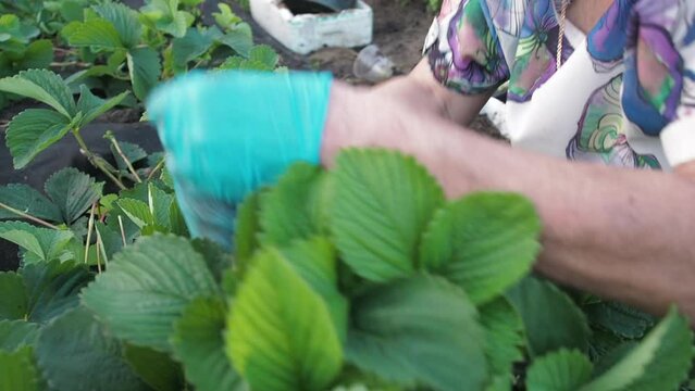 Farmer works on strawberry plantation. Organic farming. Agriculture and agribusiness. Reproduction of strawberries with a mustache. Hand cutting and planting garden strawberries