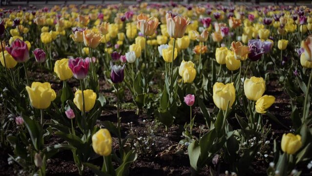 Tulipany w centrum warszawy - wiosna