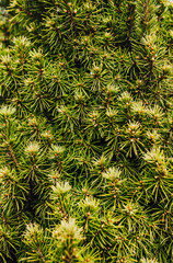 Background, texture of an evergreen plant green spruce conica,. Photography of nature.