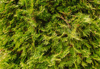 Background, texture of green, evergreen coniferous tree, thuja bush. Photo of spring nature.