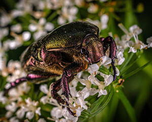 Green beetle Geotrupidae sits on small white flowers