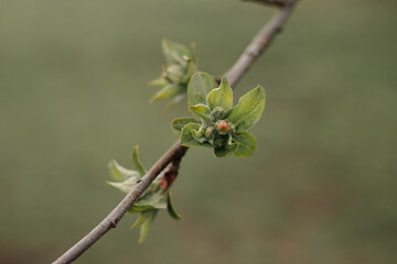 Spring branch of an apple tree with pink budding buds and young green leaves. Apple, apple blossoms, apple blossoms, buds.