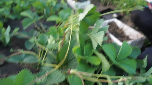 Farmer works on strawberry plantation. Organic farming. Agriculture and agribusiness. Reproduction of strawberries with a mustache. Hand cutting and planting garden strawberries
