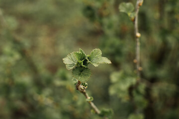 Young currant leaves. Planting currants. Sprout of black currant. Young plants. Early spring. Gardening.