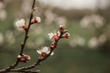First apricot flowers. Flowering apricot on a clear spring day. Photos of flowering apricot tree and apricot flowers.