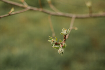 Spring branch of an apple tree with pink budding buds and young green leaves. Apple, apple blossoms, apple blossoms, buds.