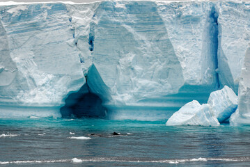Whale - Antarctic Peninsula - Tabular Iceberg in Bransfield Strait