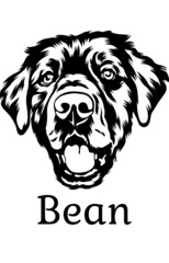  Bean Black White Vector suitable for logo