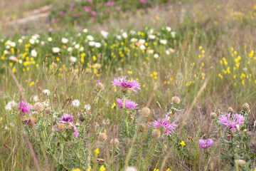 Asteraceae, also called Compositae (Compositae Giseke). They are the Angiosperm family with the greatest richness and biological diversity.