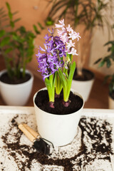 Planting a flower arrangement in a pot on a wooden background in the interior of a room with home plants