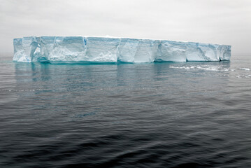 Antartica - Tabular Iceberg in Bransfield Strait