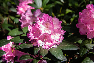 Rhododendron flowers close up. Evergreen shrub. Used as an ornamental garden plant. Beautiful flowers.