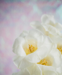 Obraz na płótnie Canvas Disco tulips - White tulips on a pastel rose background with free space
