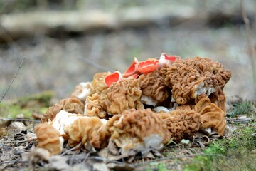 spring forest mushrooms (Gyromitra gigas), the first spring mushroom