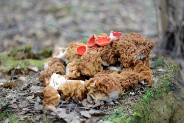 spring forest mushrooms (Gyromitra gigas), the first spring mushroom