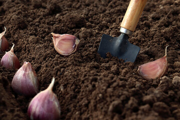 planting garlic. Garlic planted in the hole soil close-up. The process of planting garlic cloves in the garden. The concept of spring or autumn gardening.