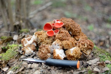 spring forest mushrooms (Gyromitra gigas), the first spring mushroom