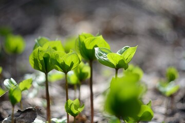Walking in the woods, spring nature.