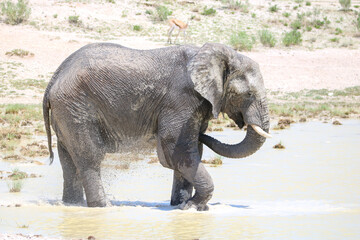 Fototapeta premium African elephant enjoying the water in a waterhole in Etosha National Park, Namibia