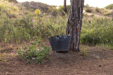 Garbage in nature, in a pine forest. Domestic pollution is becoming more serious, with an overpopulation.