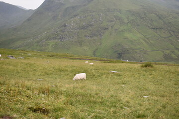 Fototapeta premium Mountains in Fog