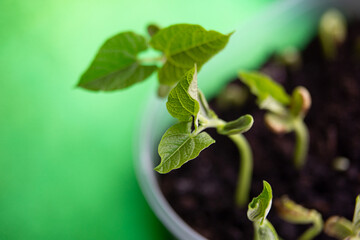 Macro photography of bean sprout,day 2,leaves appeared.
